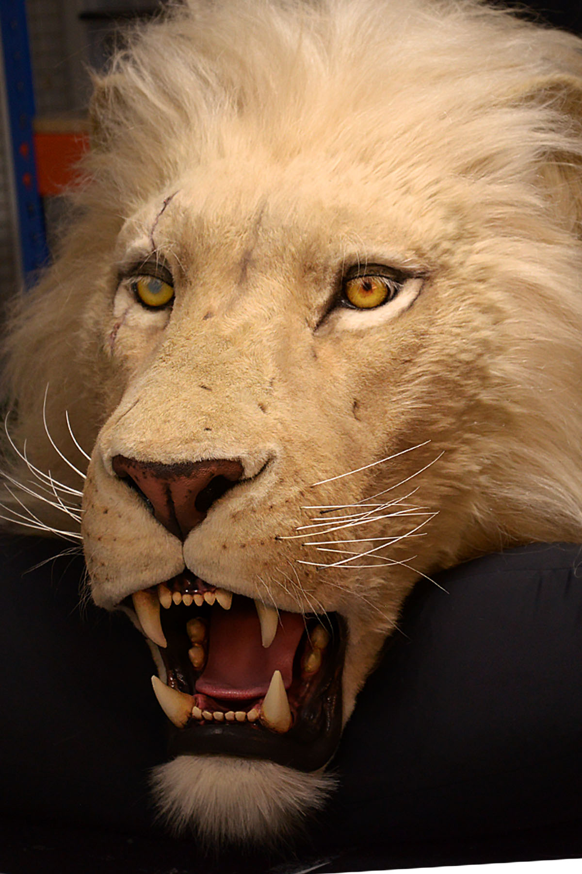 A close-up view of a snarling, taxidermied lion’s head—one of the most majestic animals—with its mouth open, showing sharp teeth and fangs, yellow eyes, and a light-colored mane against a dark background.