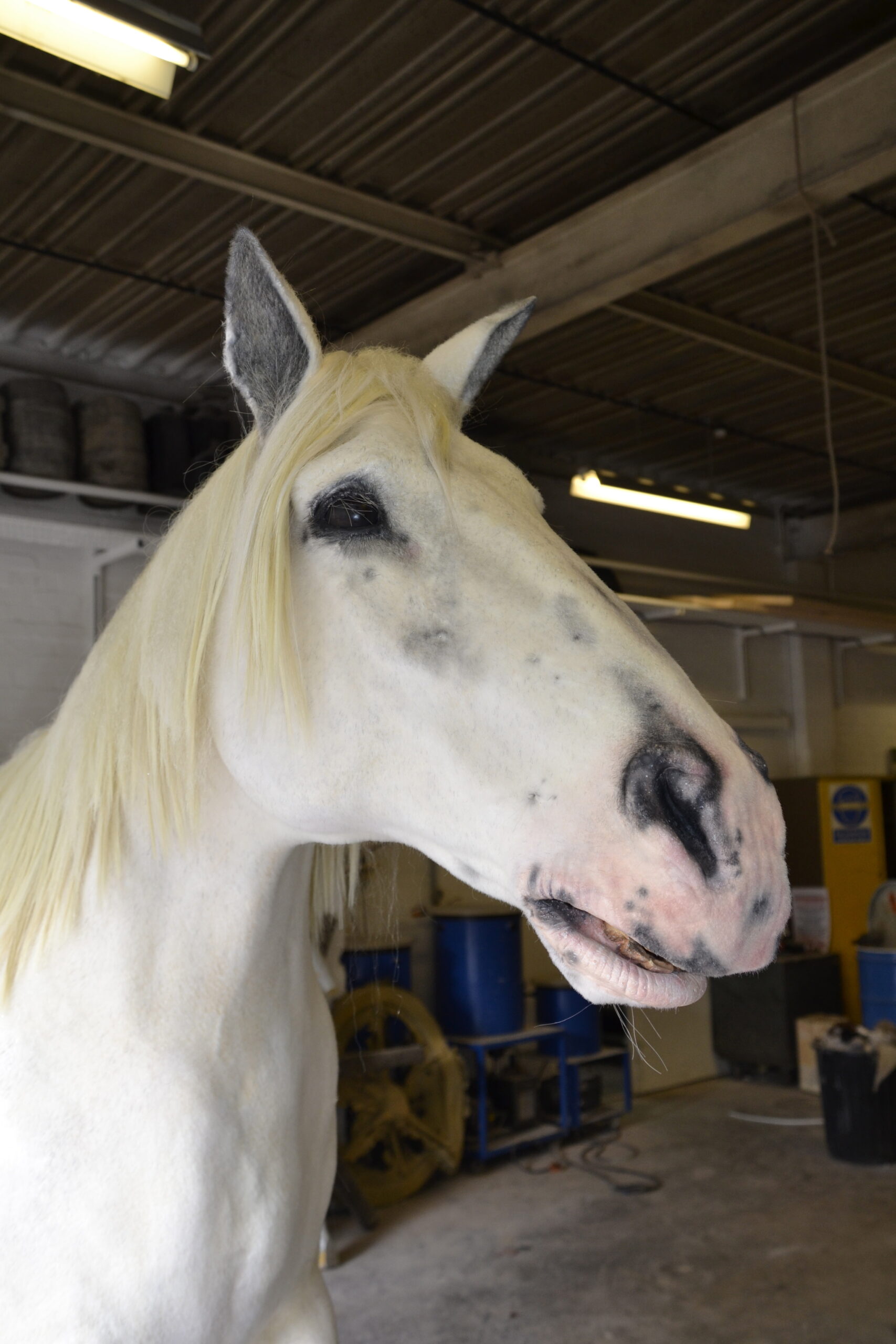 A close-up of a white horse with a light mane standing indoors, likely in a stable or workshop, with barrels and equipment visible in the background. The animals’ head is facing right with its mouth slightly open.