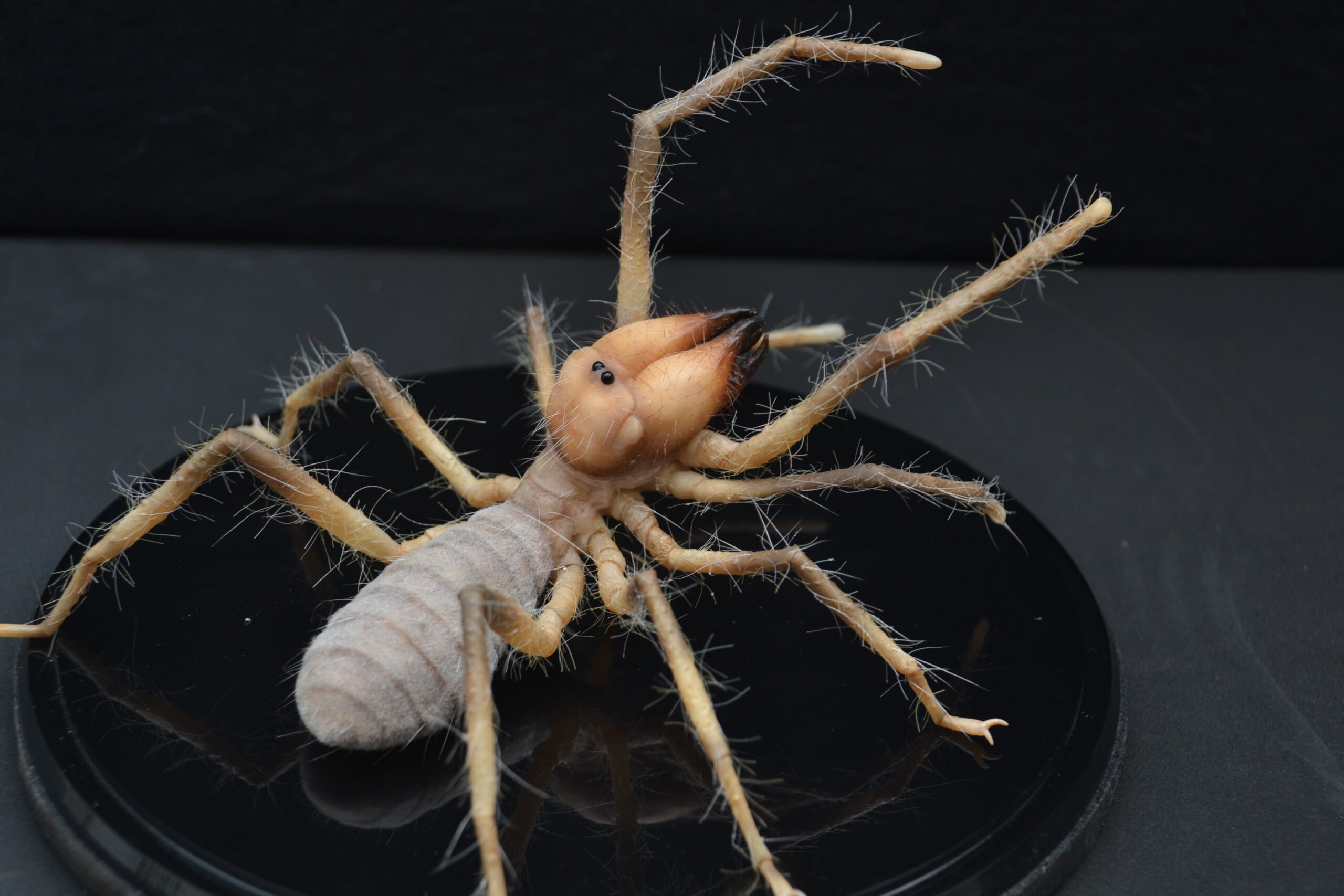 A close-up of a solifuge, also known as a camel spider, showcases this fascinating animals tan segmented body, long hairy legs, and prominent chelicerae, displayed on a black surface against a dark background.