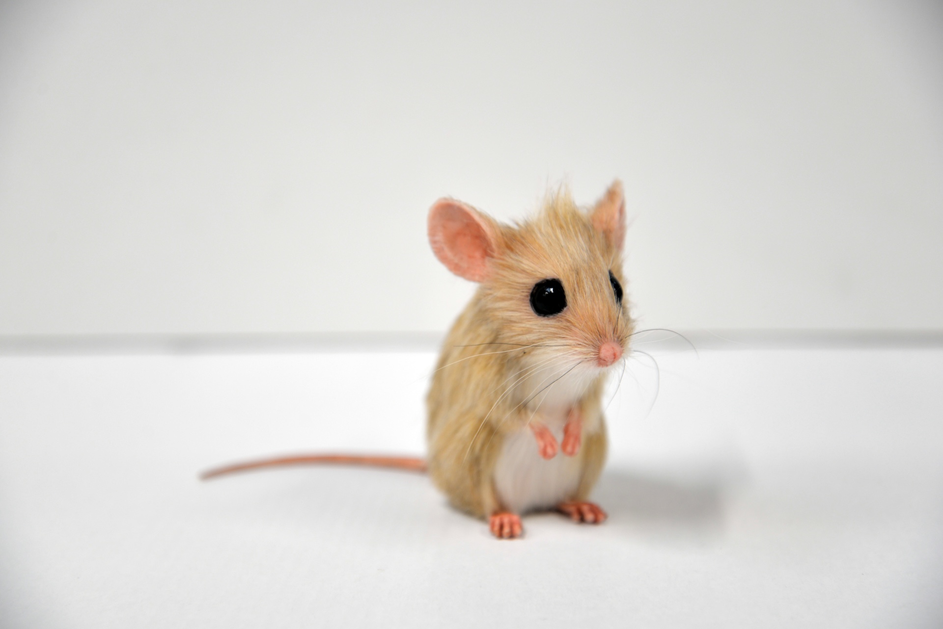 A small, light brown mouse with large black eyes and pink ears sits upright on a white surface against a plain, light gray background, perfectly capturing the delicate charm of small animals.