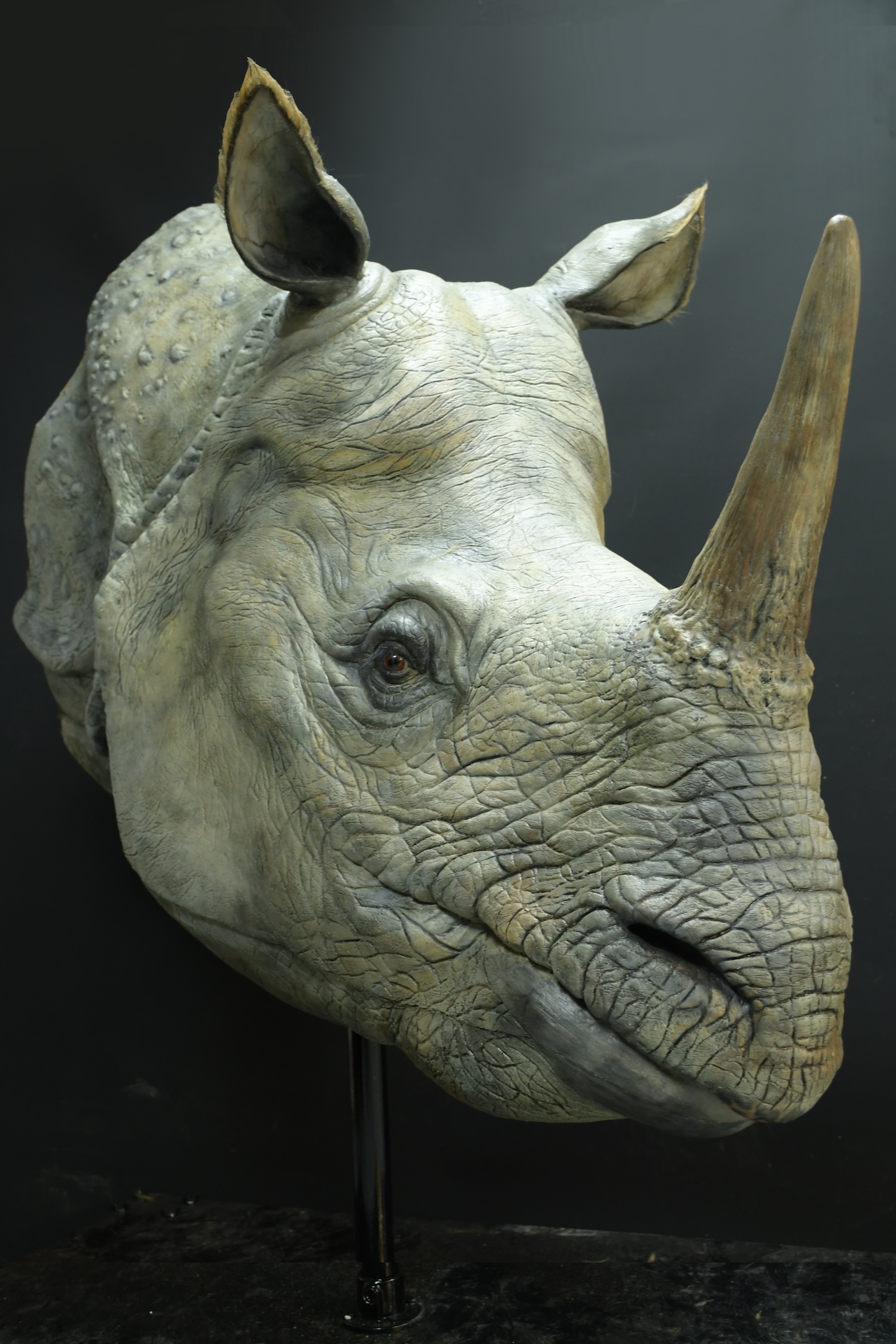 A detailed sculpture or model of a rhinoceros head and upper neck with textured skin, a large horn, and lifelike features celebrates the beauty of animals, displayed against a dark background.