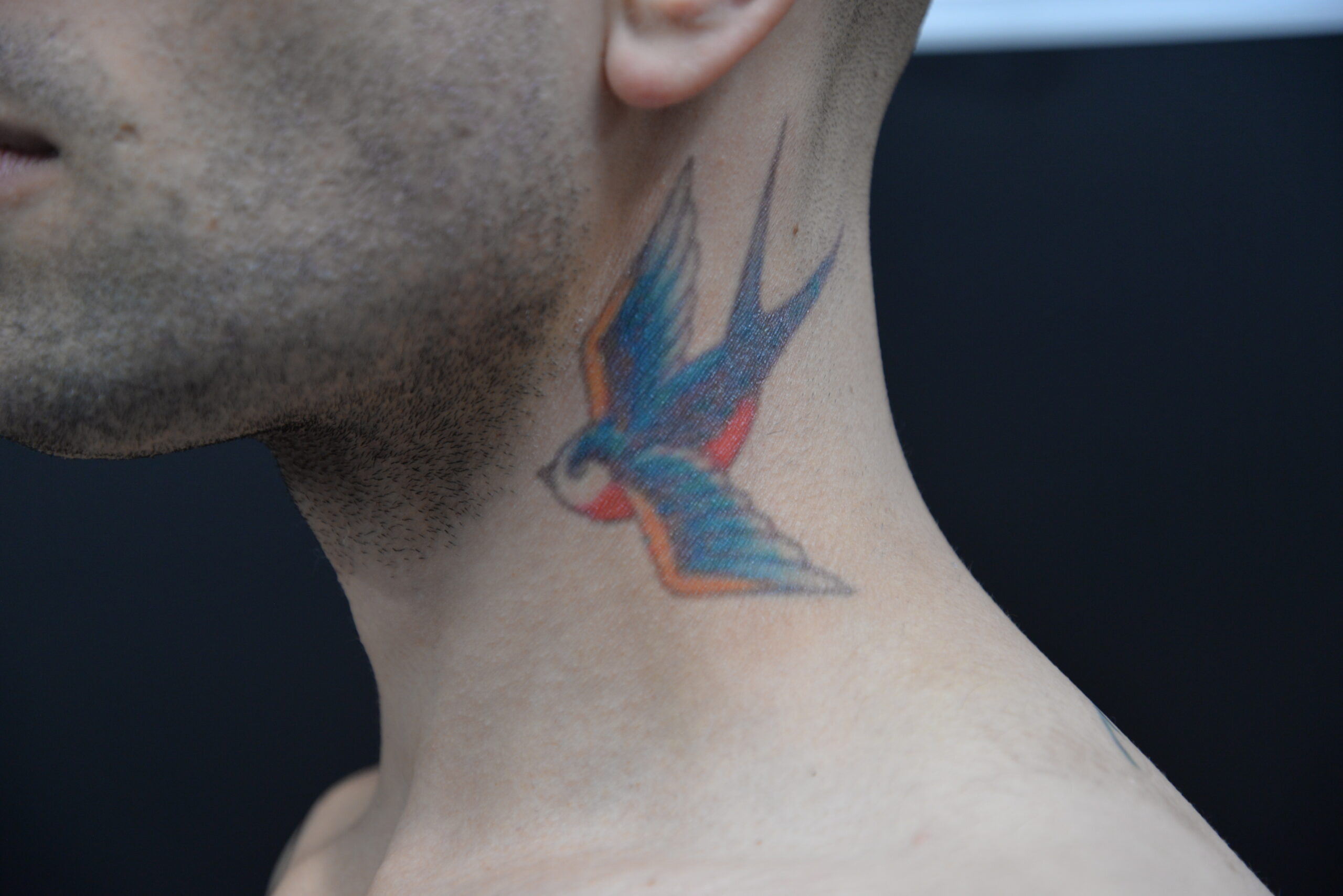 A close-up of a persons neck shows a colorful swallow bird tattoo, created using a Tattoo Transfer, in blue, orange, and red ink on the left side. The persons face is partially visible against a dark background.