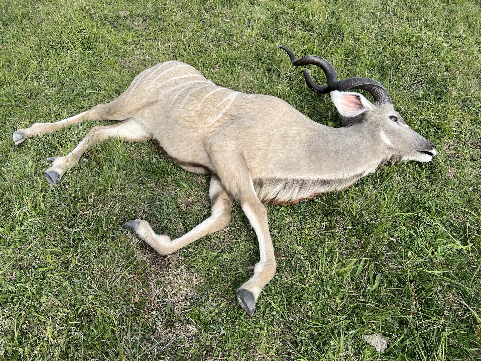 A large antelope, one of the most striking animals with spiral horns and light brown fur, lies lifeless on its side in green grass. White stripes line its back.