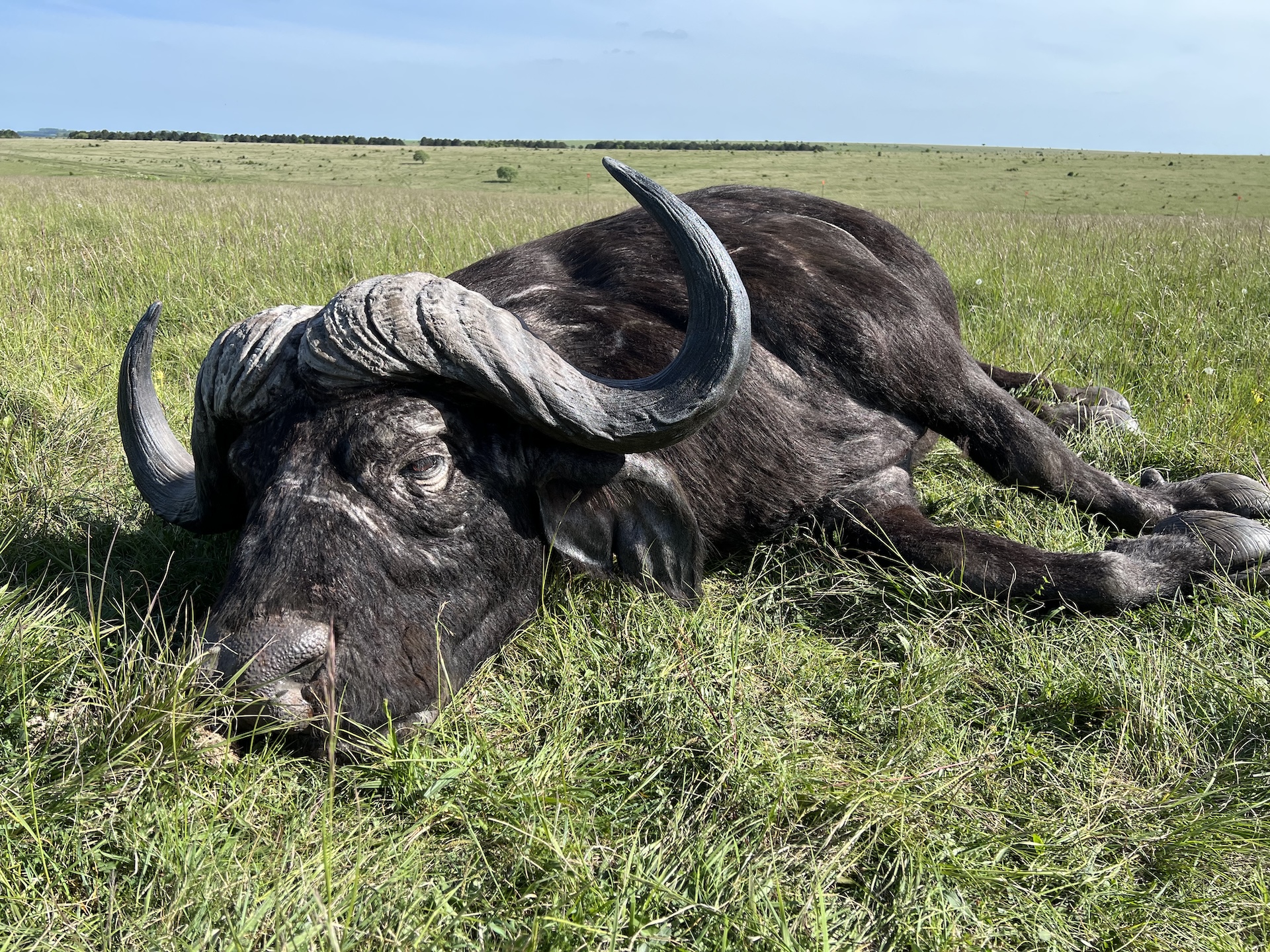 A large buffalo, one of the regions iconic animals with curved horns, lies on its side in tall green grass in an open, grassy plain under a blue sky.