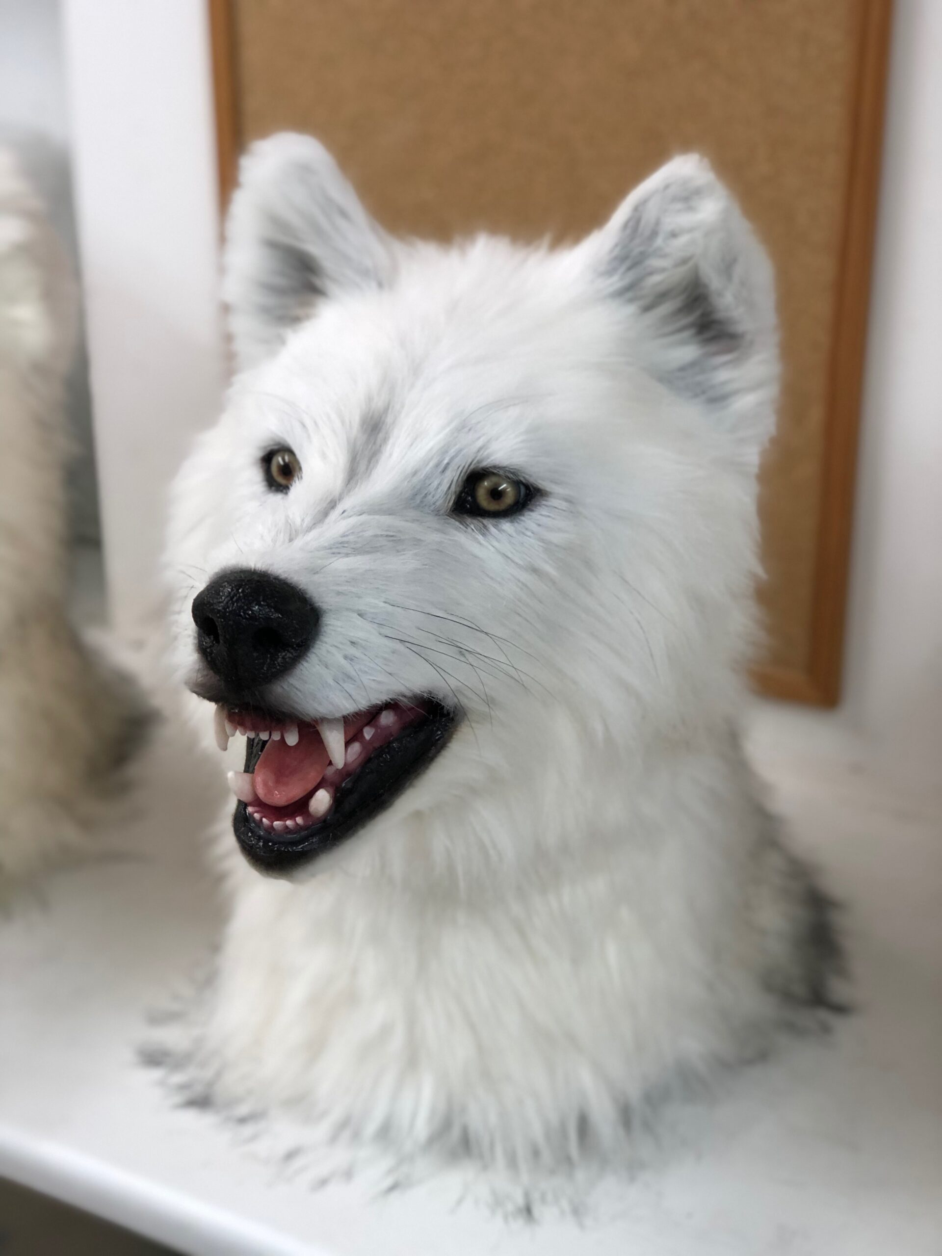A realistic white wolf head sculpture with open mouth showing teeth, yellow eyes, and detailed fur, captures the wild beauty of animals. Displayed on a white surface with a brown corkboard in the background.
