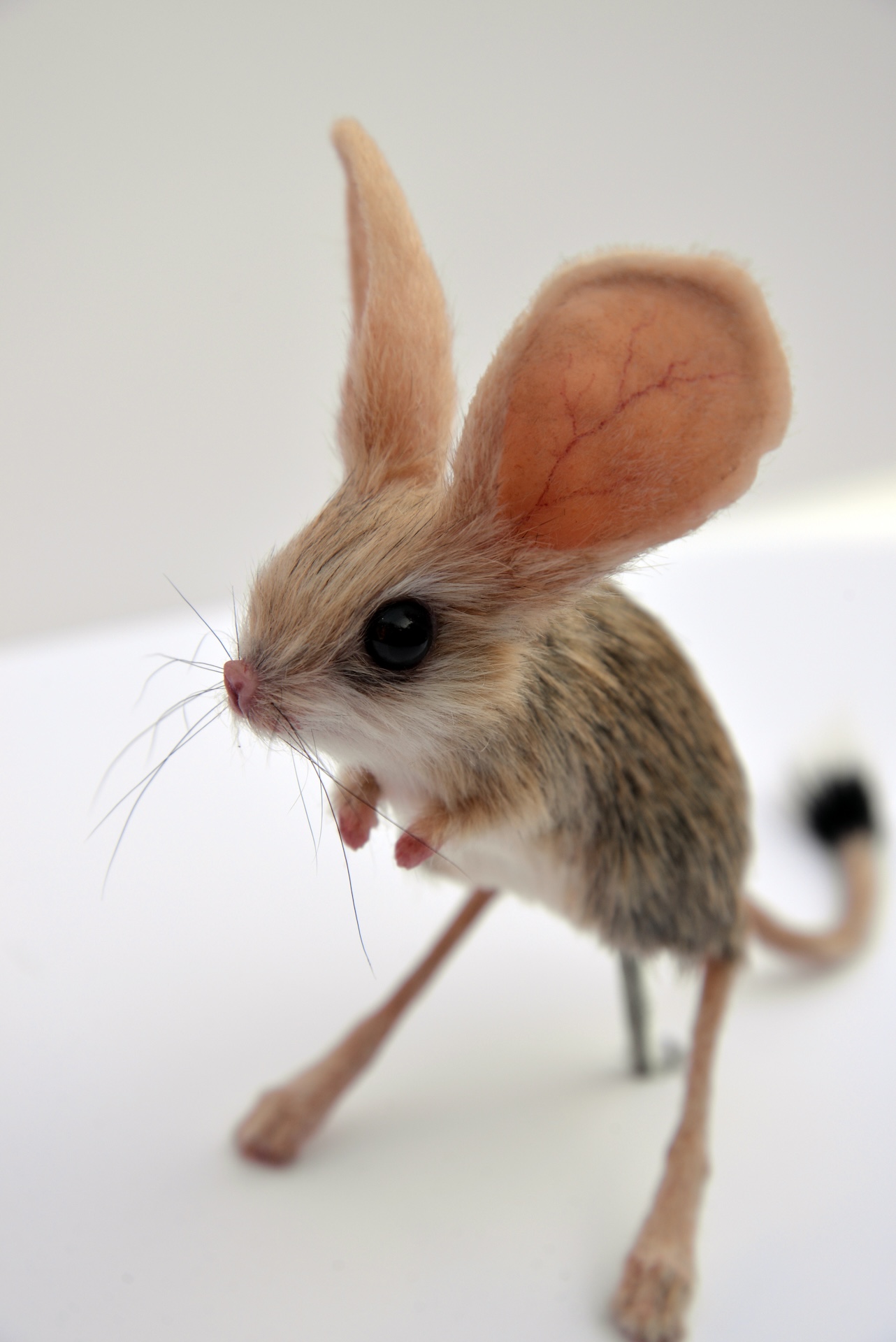 A small jerboa, one of the most unique animals, with large pink ears, long whiskers, and big dark eyes stands on its long hind legs against a plain white background.